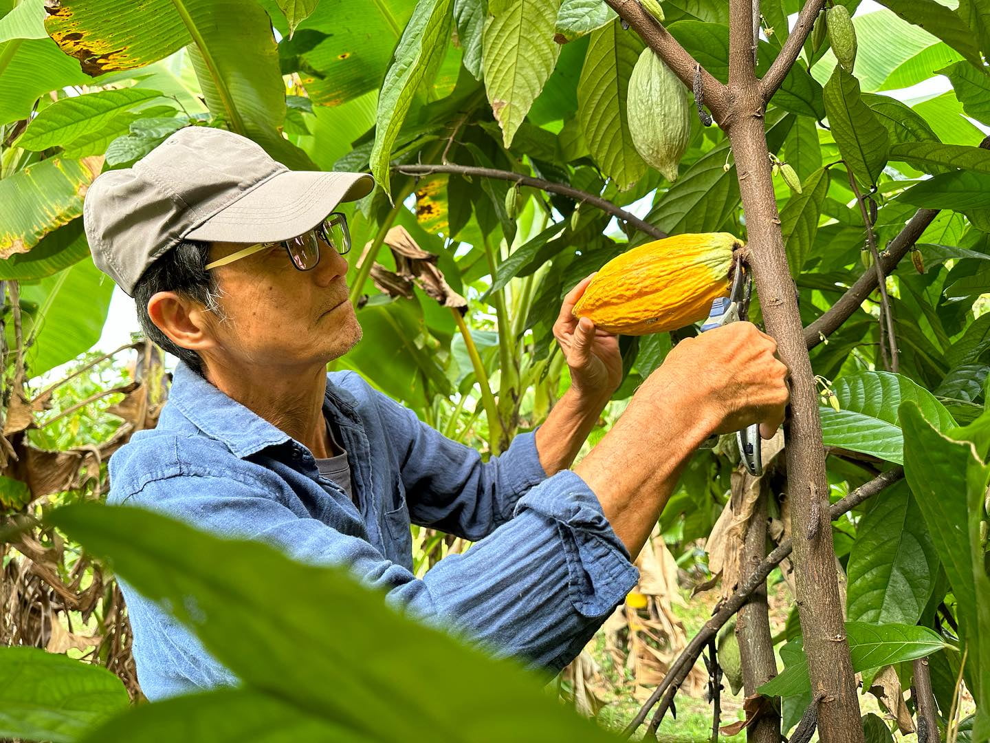 牛角灣巧克力咖啡農園